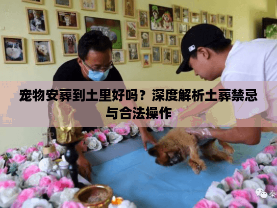 宠物安葬到土里好吗？深度解析土葬禁忌与合法操作