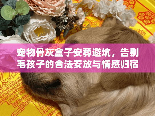 宠物骨灰盒子安葬避坑，告别毛孩子的合法安放与情感归宿