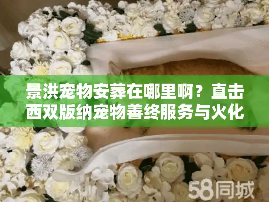 景洪宠物安葬在哪里啊？直击西双版纳宠物善终服务与火化价格内幕