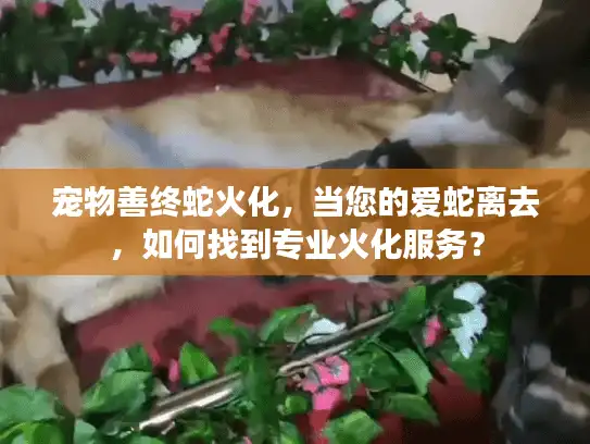 宠物善终蛇火化，当您的爱蛇离去，如何找到专业火化服务？