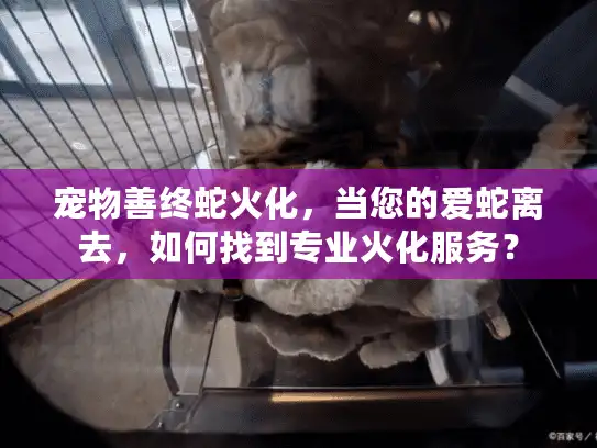 宠物善终蛇火化，当您的爱蛇离去，如何找到专业火化服务？