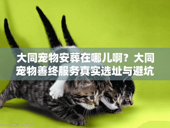 大同宠物安葬在哪儿啊？大同宠物善终服务真实选址与避坑