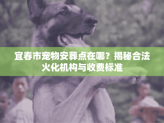 宜春市宠物安葬点在哪？揭秘合法火化机构与收费标准