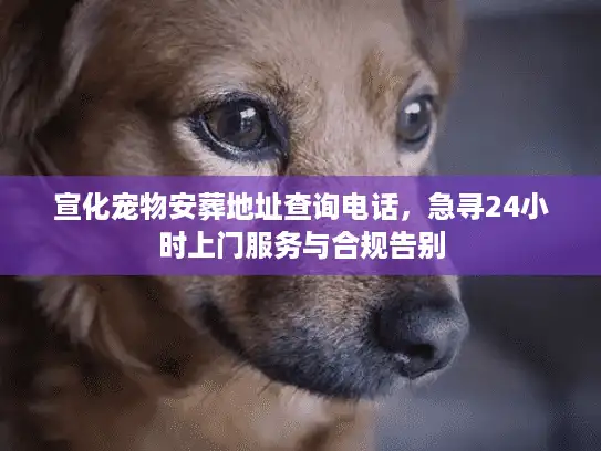 宣化宠物安葬地址查询电话，急寻24小时上门服务与合规告别