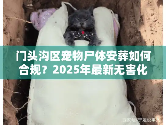 门头沟区宠物尸体安葬如何合规？2025年最新无害化处理流程揭秘