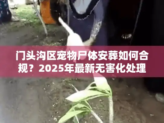 门头沟区宠物尸体安葬如何合规？2025年最新无害化处理流程揭秘
