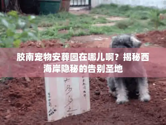 胶南宠物安葬园在哪儿啊？揭秘西海岸隐秘的告别圣地