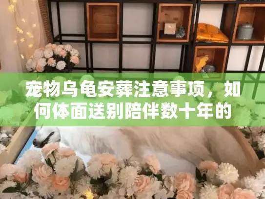 宠物乌龟安葬注意事项，如何体面送别陪伴数十年的老友？