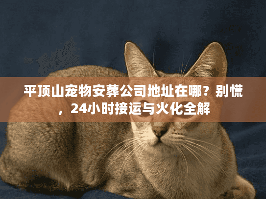 平顶山宠物安葬公司地址在哪？别慌，24小时接运与火化全解