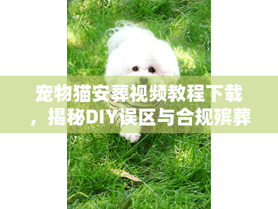 宠物猫安葬视频教程下载，揭秘DIY误区与合规殡葬服务全流程