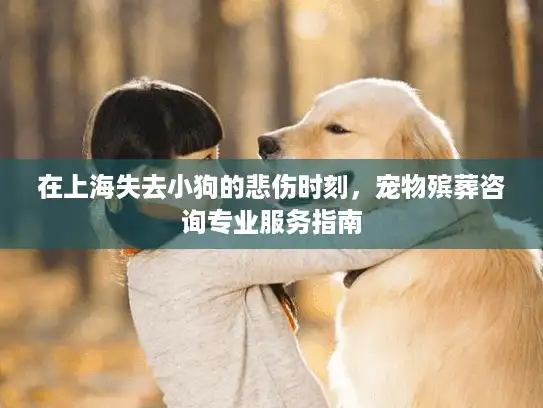 在上海失去小狗的悲伤时刻，宠物殡葬咨询专业服务指南