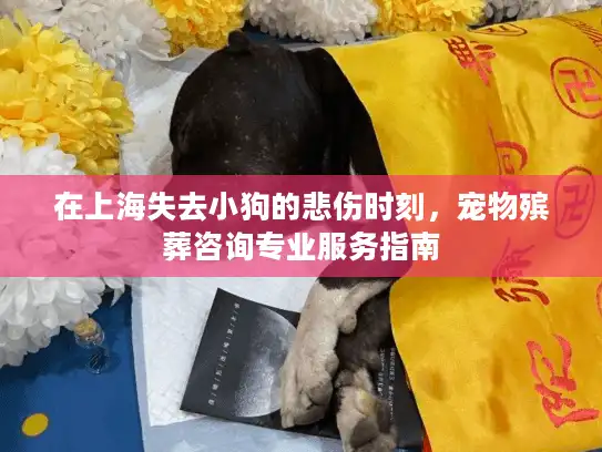 在上海失去小狗的悲伤时刻，宠物殡葬咨询专业服务指南