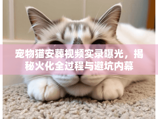 宠物猫安葬视频实录曝光，揭秘火化全过程与避坑内幕