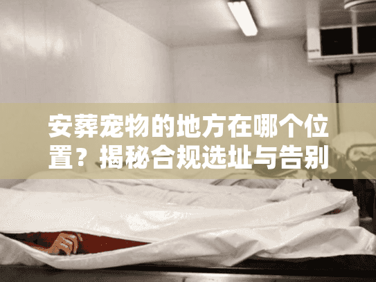 安葬宠物的地方在哪个位置？揭秘合规选址与告别全流程