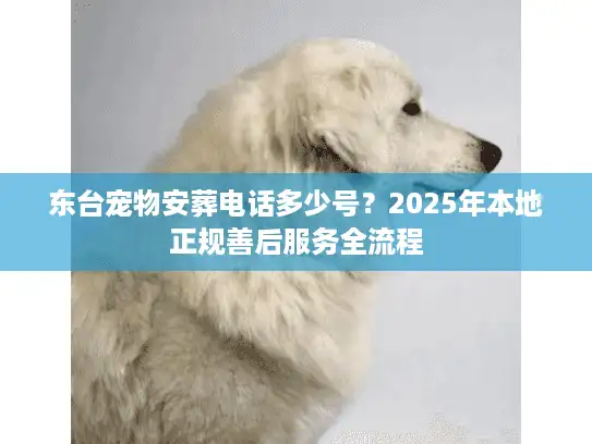 东台宠物安葬电话多少号？2025年本地正规善后服务全流程