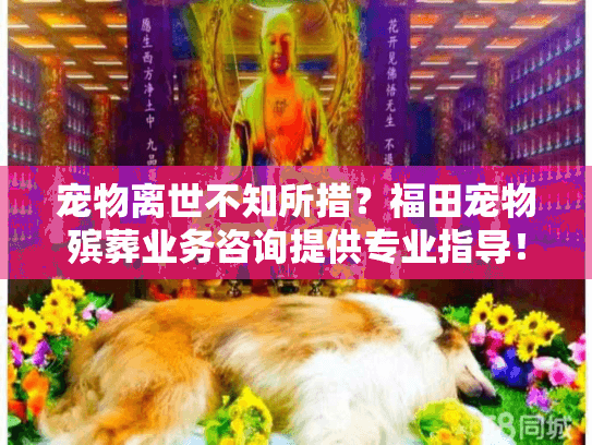 宠物离世不知所措？福田宠物殡葬业务咨询提供专业指导！