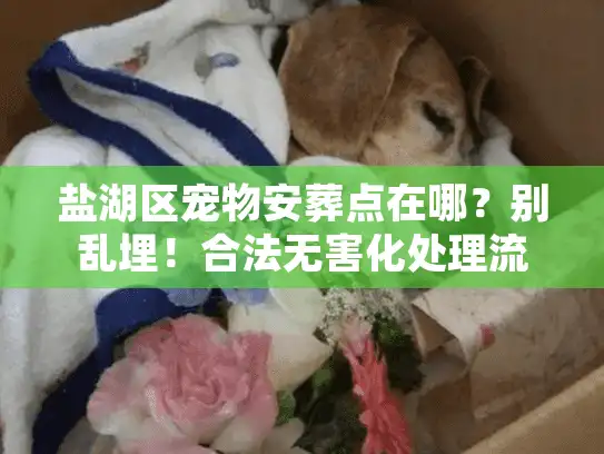 盐湖区宠物安葬点在哪？别乱埋！合法无害化处理流程与地址