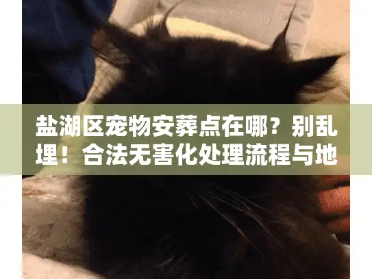 盐湖区宠物安葬点在哪？别乱埋！合法无害化处理流程与地址