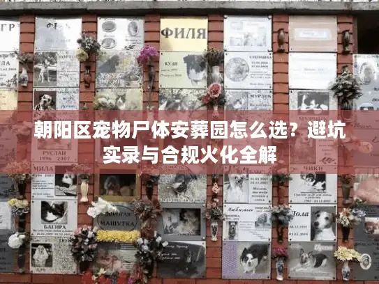朝阳区宠物尸体安葬园怎么选？避坑实录与合规火化全解