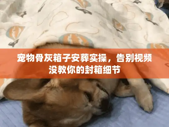 宠物骨灰箱子安葬实操，告别视频没教你的封箱细节