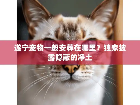 遂宁宠物一般安葬在哪里？独家披露隐蔽的净土