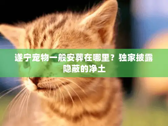 遂宁宠物一般安葬在哪里？独家披露隐蔽的净土