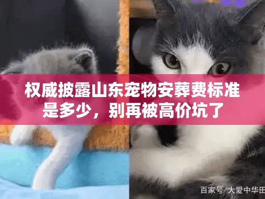 权威披露山东宠物安葬费标准是多少，别再被高价坑了