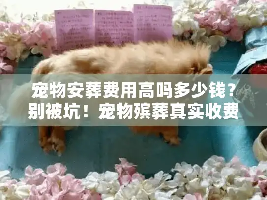 宠物安葬费用高吗多少钱？别被坑！宠物殡葬真实收费清单