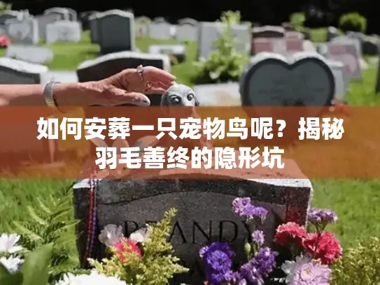 如何安葬一只宠物鸟呢?揭秘羽毛善终的隐形坑 如何安葬一只宠物鸟呢?揭秘羽毛善终的隐形坑