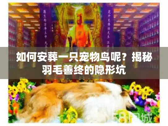 如何安葬一只宠物鸟呢?揭秘羽毛善终的隐形坑 如何安葬一只宠物鸟呢?揭秘羽毛善终的隐形坑