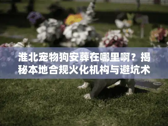 淮北宠物狗安葬在哪里啊？揭秘本地合规火化机构与避坑术