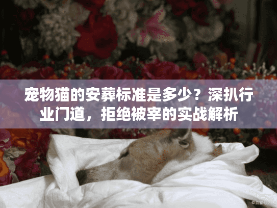 宠物猫的安葬标准是多少？深扒行业门道，拒绝被宰的实战解析
