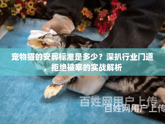 宠物猫的安葬标准是多少？深扒行业门道，拒绝被宰的实战解析