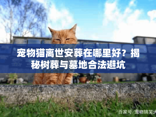 宠物猫离世安葬在哪里好？揭秘树葬与墓地合法避坑