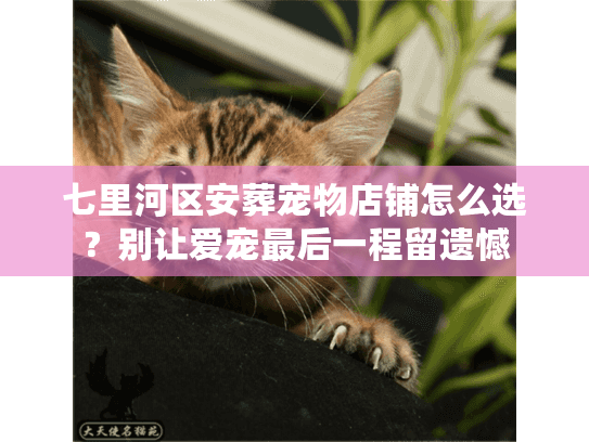 七里河区安葬宠物店铺怎么选？别让爱宠最后一程留遗憾