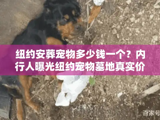 纽约安葬宠物多少钱一个？内行人曝光纽约宠物墓地真实价格