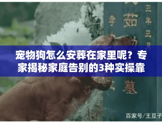 宠物狗怎么安葬在家里呢？专家揭秘家庭告别的3种实操靠谱方法