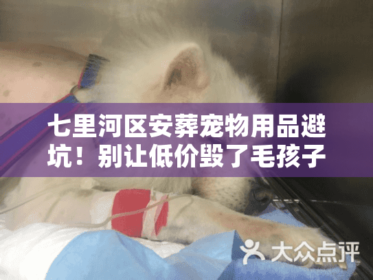 七里河区安葬宠物用品避坑！别让低价毁了毛孩子的尊严
