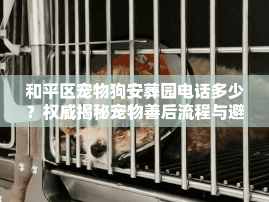 和平区宠物狗安葬园电话多少？权威揭秘宠物善后流程与避坑