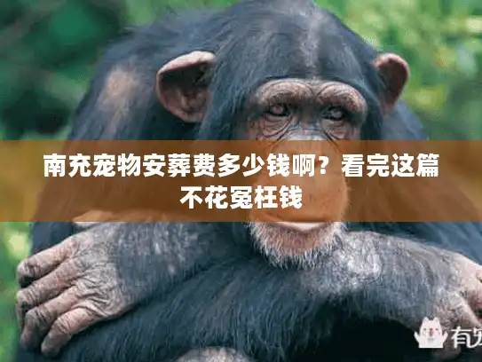 南充宠物安葬费多少钱啊?看完这篇不花冤枉钱 南充宠物安葬费多少钱啊?看完这篇不花冤枉钱