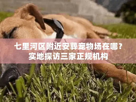 七里河区附近安葬宠物场在哪？实地探访三家正规机构