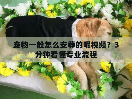 宠物一般怎么安葬的呢视频？3分钟看懂专业流程