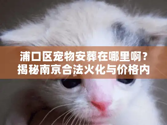 浦口区宠物安葬在哪里啊？揭秘南京合法火化与价格内幕
