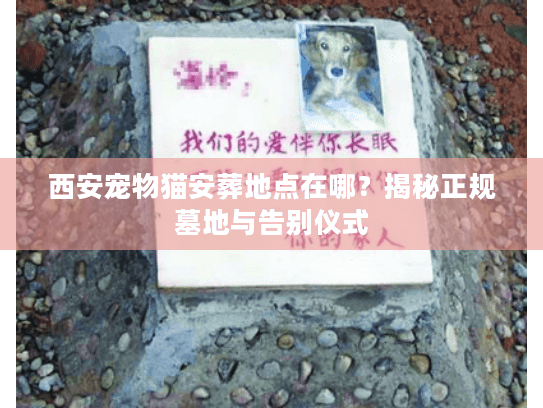 西安宠物猫安葬地点在哪？揭秘正规墓地与告别仪式