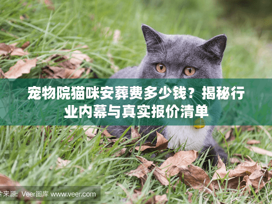 宠物院猫咪安葬费多少钱?揭秘行业内幕与真实报价清单 宠物院猫咪安葬费多少钱?揭秘行业内幕与真实报价清单