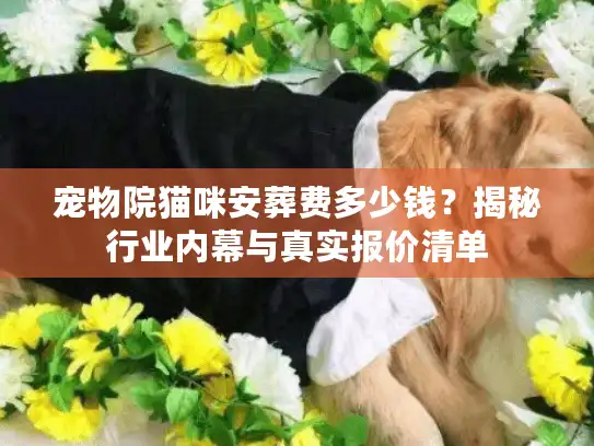 宠物院猫咪安葬费多少钱?揭秘行业内幕与真实报价清单 宠物院猫咪安葬费多少钱?揭秘行业内幕与真实报价清单