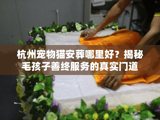杭州宠物猫安葬哪里好?揭秘毛孩子善终服务的真实门道 杭州宠物猫安葬哪里好?揭秘毛孩子善终服务的真实门道
