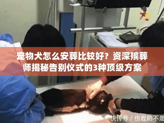宠物犬怎么安葬比较好？资深殡葬师揭秘告别仪式的3种顶级方案
