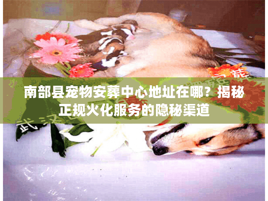 南部县宠物安葬中心地址在哪？揭秘正规火化服务的隐秘渠道