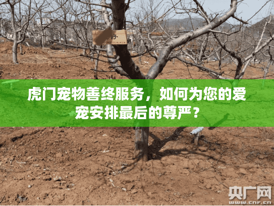 虎门宠物善终服务，如何为您的爱宠安排最后的尊严？